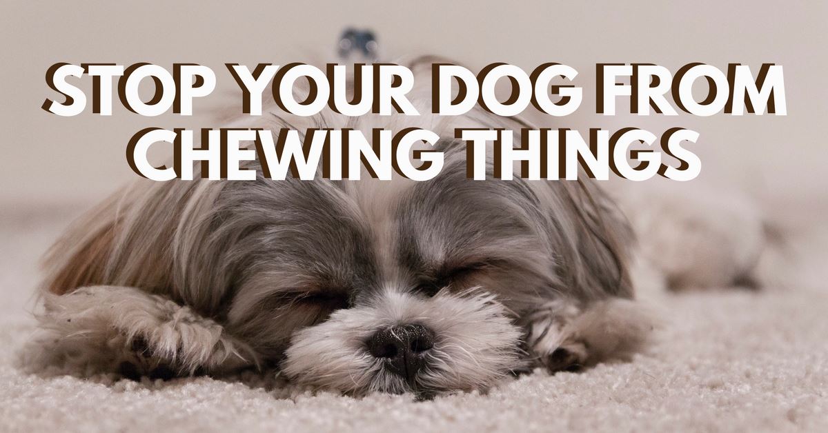 How To Stop Your Dog From Chewing Things