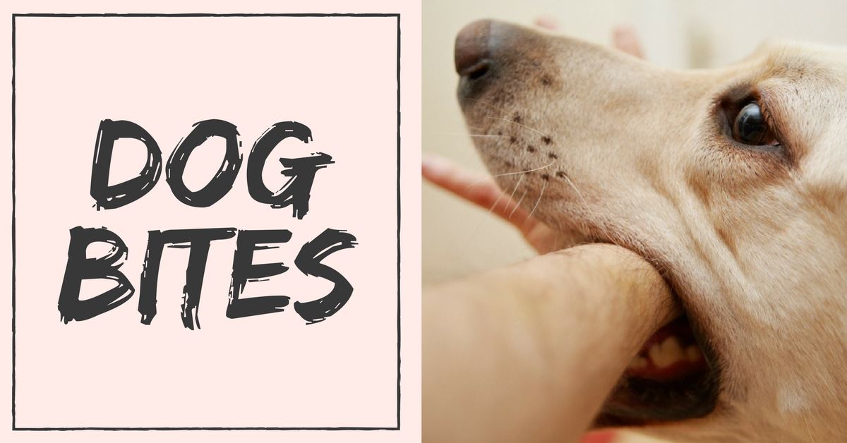 How to Take Care of Dog Bites
