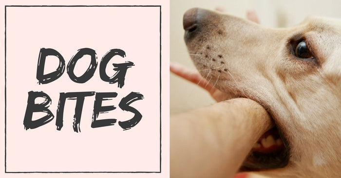 How to Take Care of Dog Bites