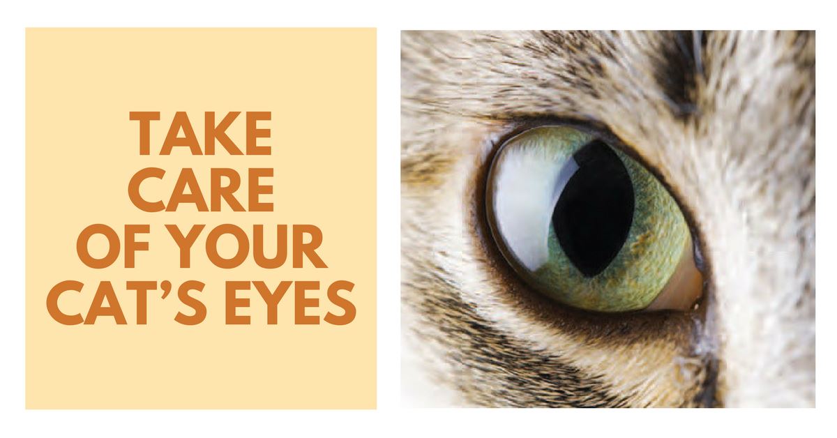 How to Take Care of your Cat’s Eyes