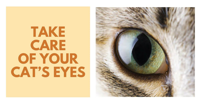How to Take Care of your Cat’s Eyes