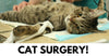 How To Take Care Of Your Cat’s Stitches After Surgery