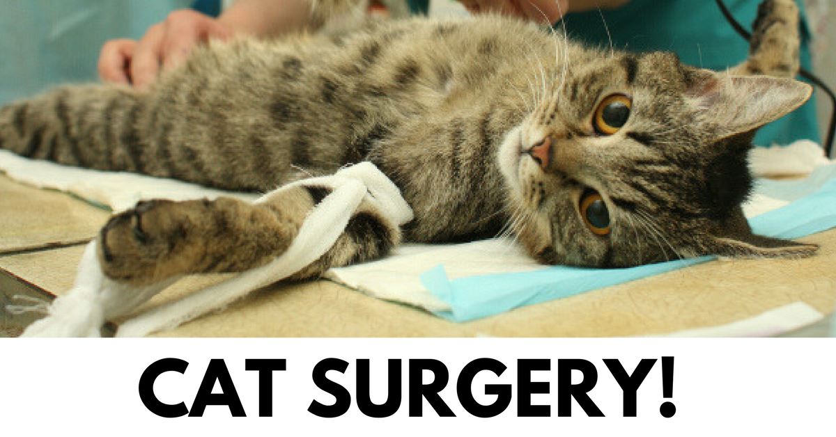 How To Take Care Of Your Cat’s Stitches After Surgery