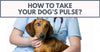How To Take Your Dog’s Pulse?
