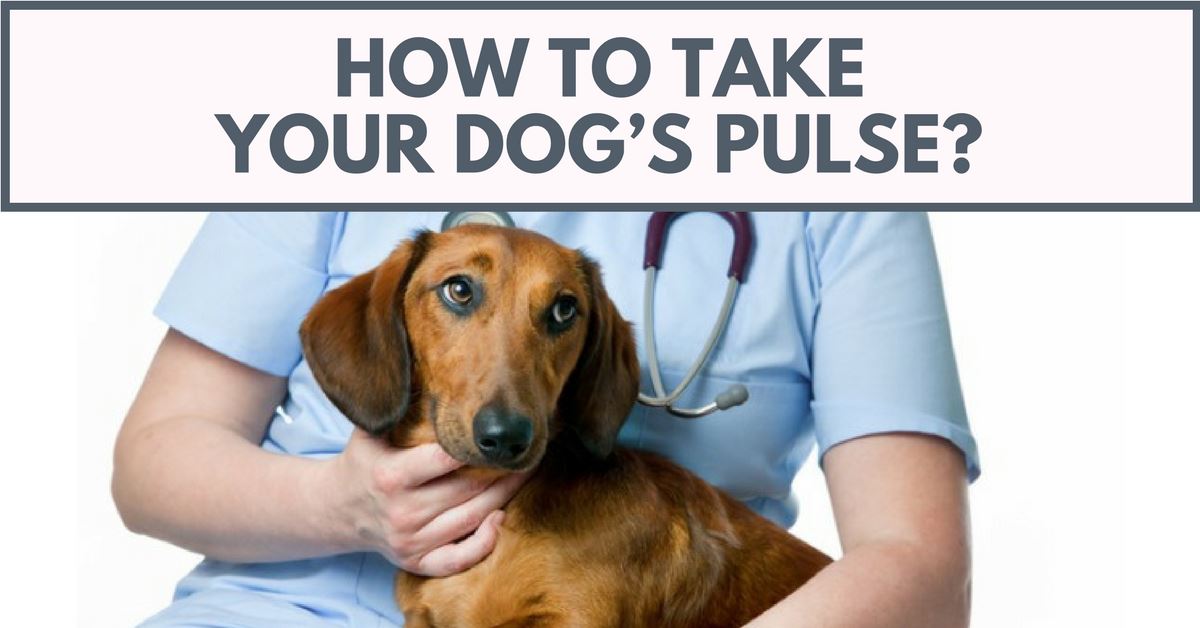 Pulse In Dogs How To Take Your Dog’s Pulse? - Pet Clever