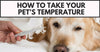 How To Take Your Pet’s Temperature At Home