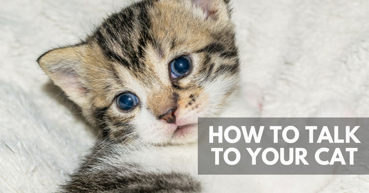 How To Talk To Your Cat - Pet Clever