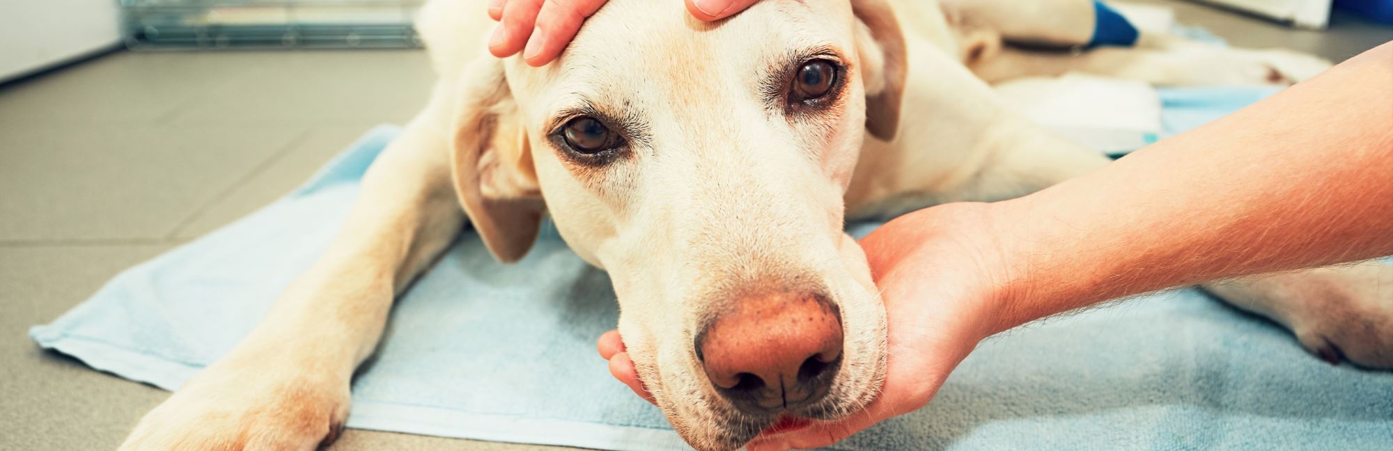 How To Tell How Old a Dog Is: Features To Look Out For