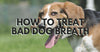 How To Treat Bad Dog Breath