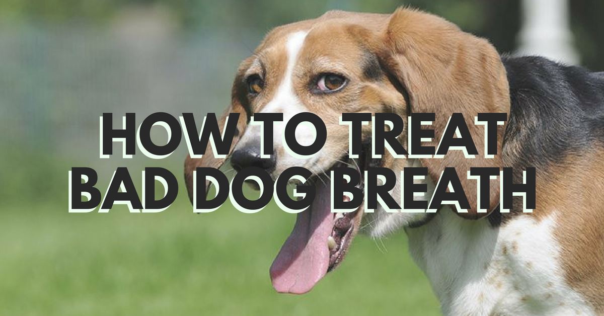 How To Treat Bad Dog Breath