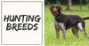 Hunting Breeds for Dogs