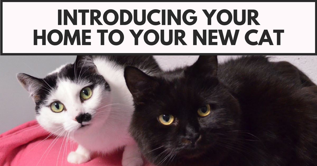 Introducing Your Home To Your New Cat