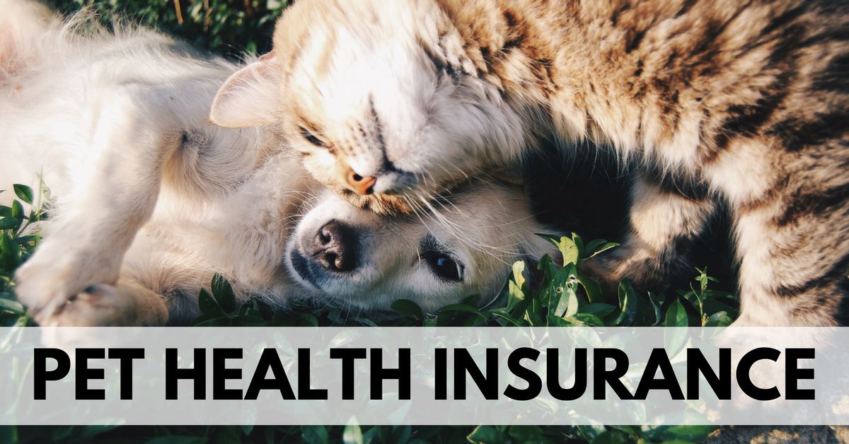 Is A Pet Health Insurance Worth It?