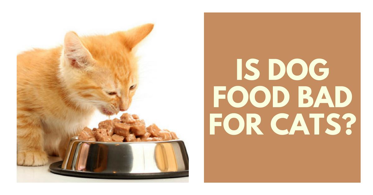 Is Dog Food Bad For Cats Pet Clever