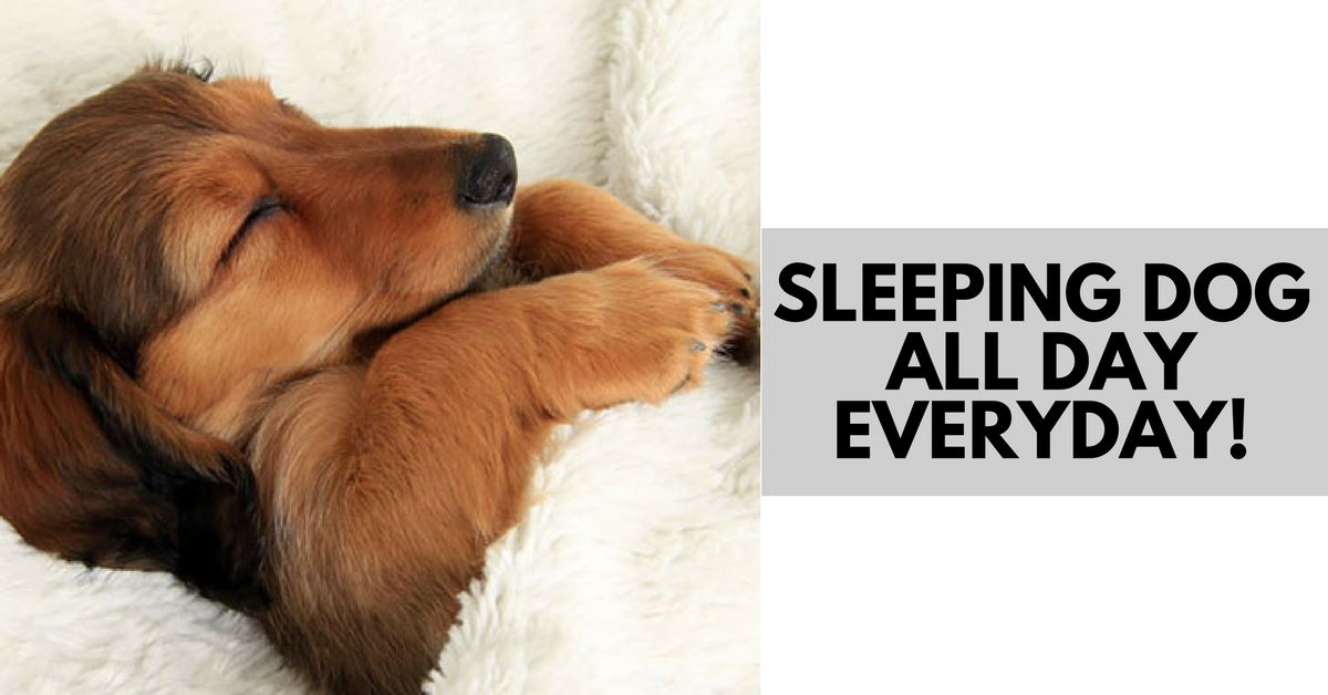Is It Normal For A Dog To Sleep All Day?