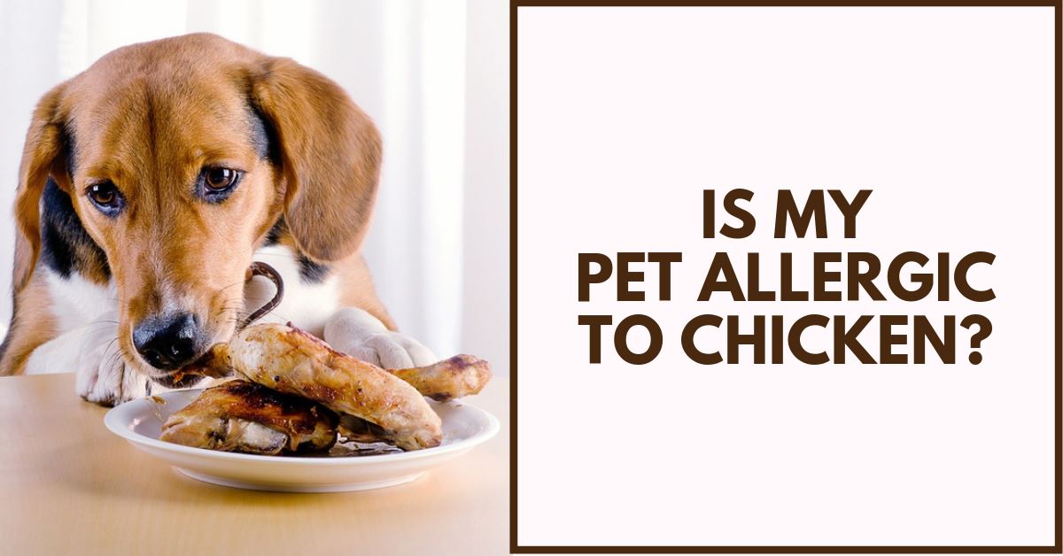 Is My Pet Allergic To Chicken?