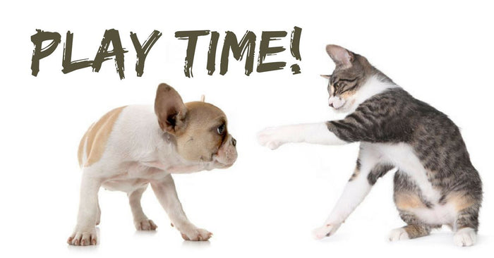 Is Play Important To Pets?