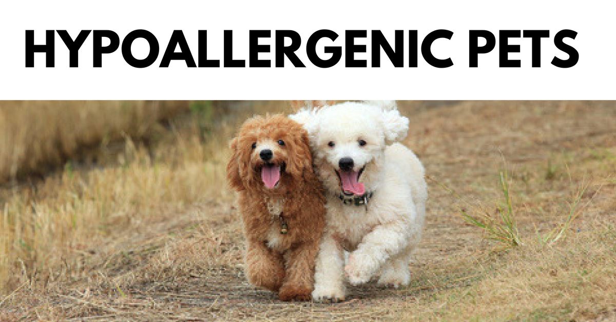 Is There Such Thing As “Hypoallergenic” Pets?