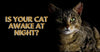 Is Your Cat Awake At Night?