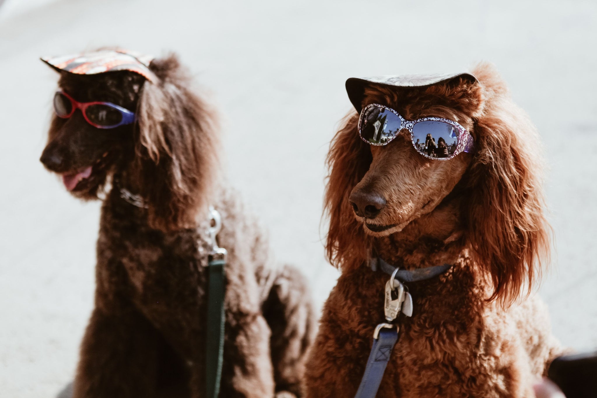 Keep your Dog Stylish In These Accessories