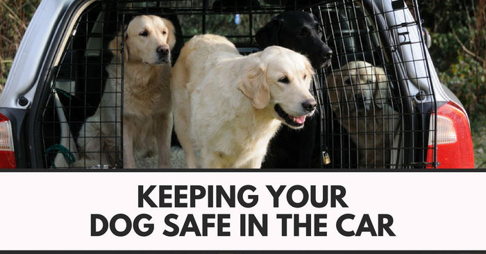 Keeping Your Dog Safe In The Car