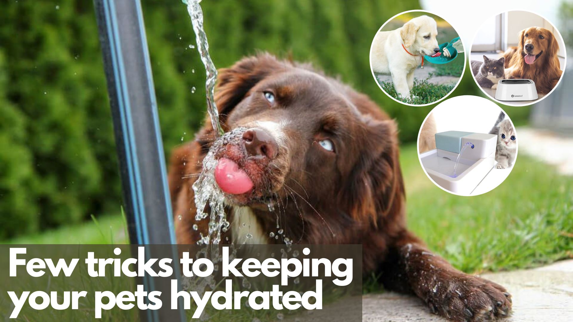 Keeping your pets hydrated, a few tricks to ensure you’re well prepared for warmer days