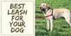 Know The Best Leash For Your Dog