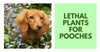 Lethal Plants For Pooches To Watch During The Holidays