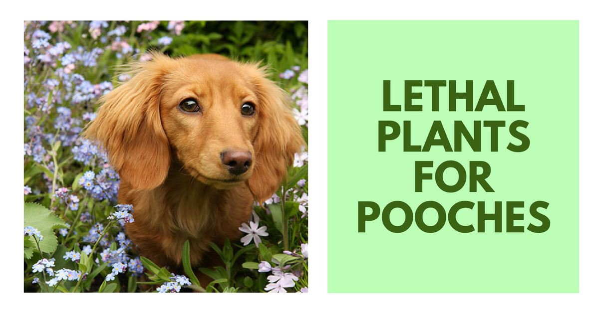 Lethal Plants For Pooches To Watch During The Holidays