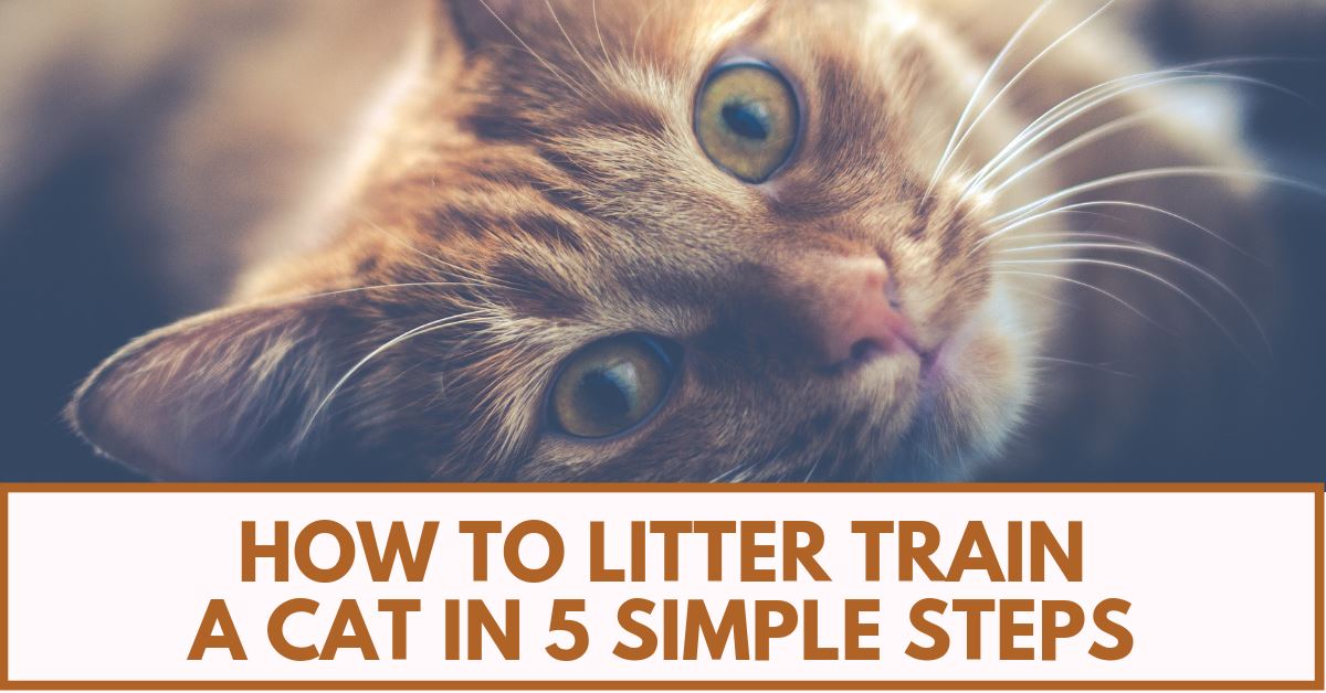 Litter Train Your Cats in Just 5 Simple Steps