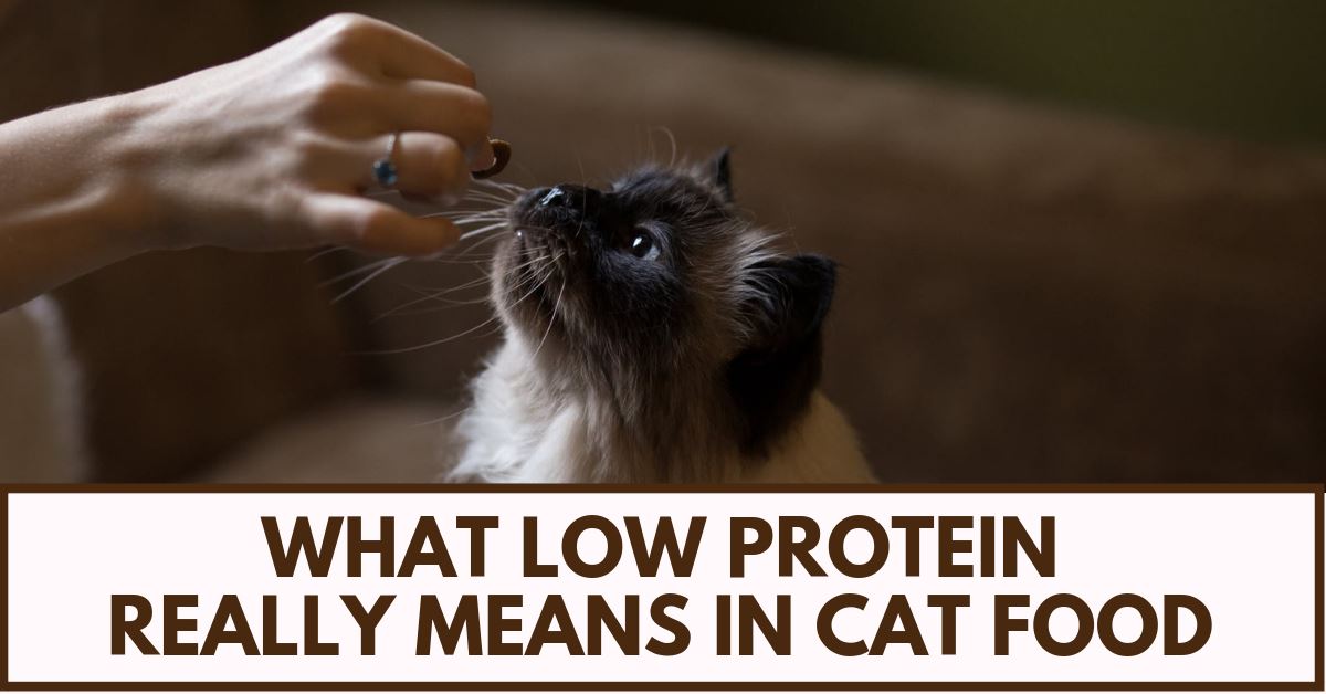 Low Protein Diets in Cats: What Do I Need To Know?
