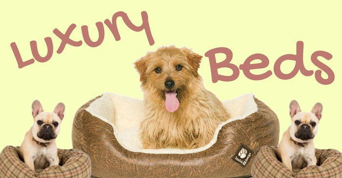 Luxury Dog Beds: Why are they important to Dogs?
