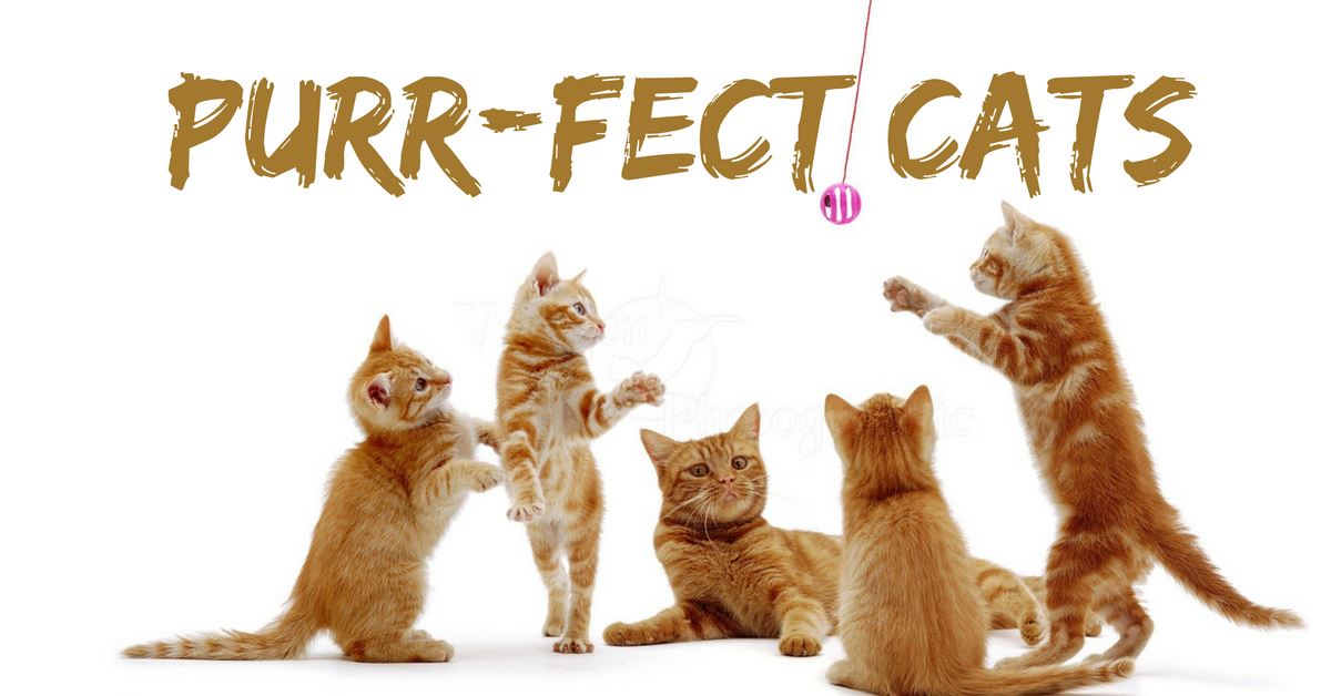 Meet the Purring Purr-fect Cats