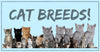 Most Popular Cat Breeds You Should Know About