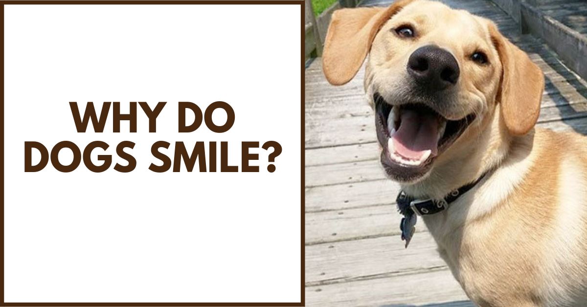 My Dog Smiled! What Does It Mean?