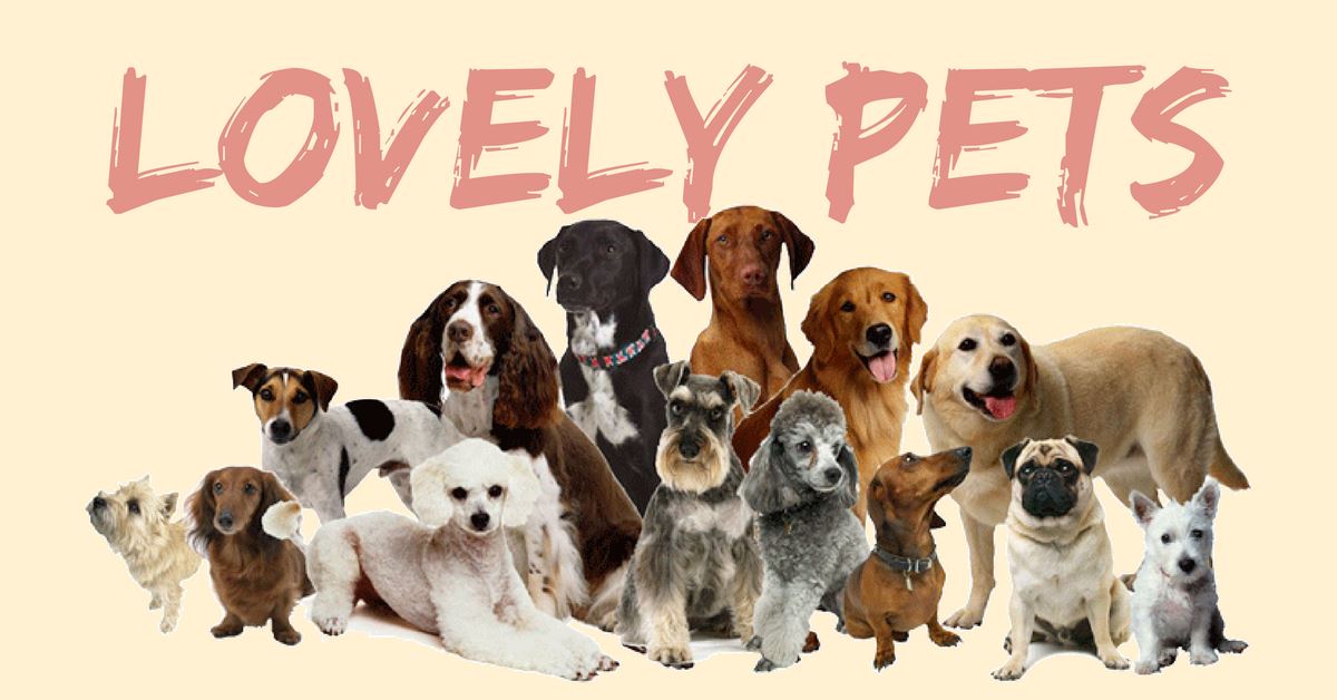 My Lovely Pets: Why Do They Need Large Dog Beds