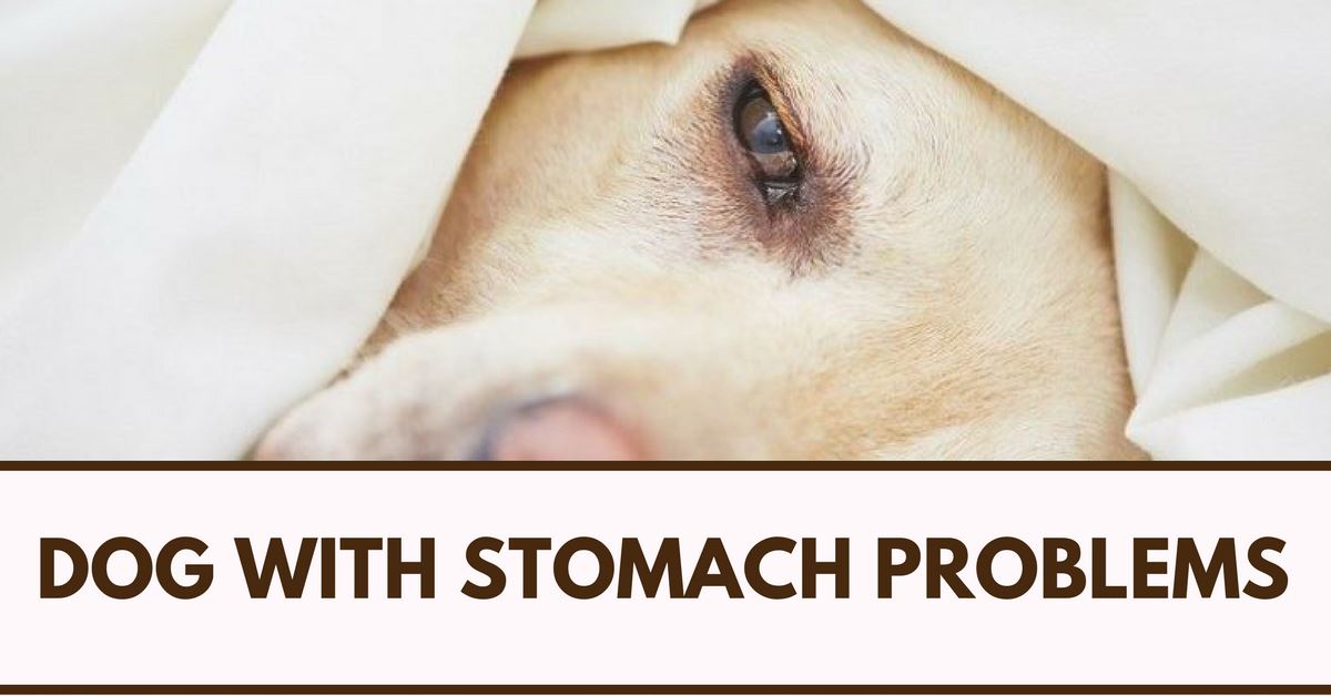 OldSchool Chinese Medicine Principles For Dog With Stomach Problems
