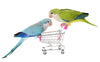 Our Best Toys For Your Parrot