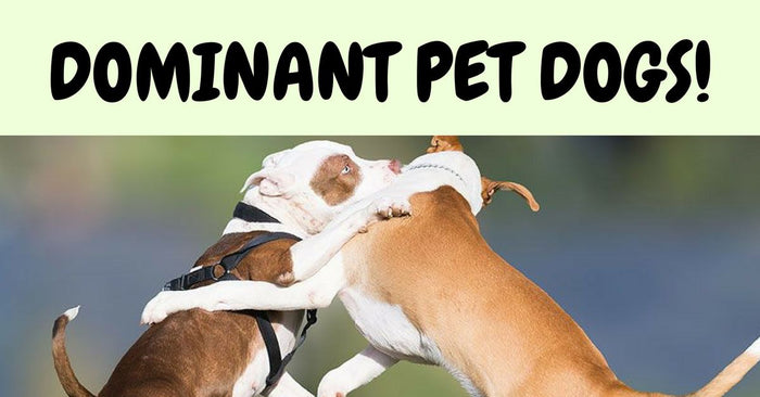Overcoming Dominant Pet Dogs