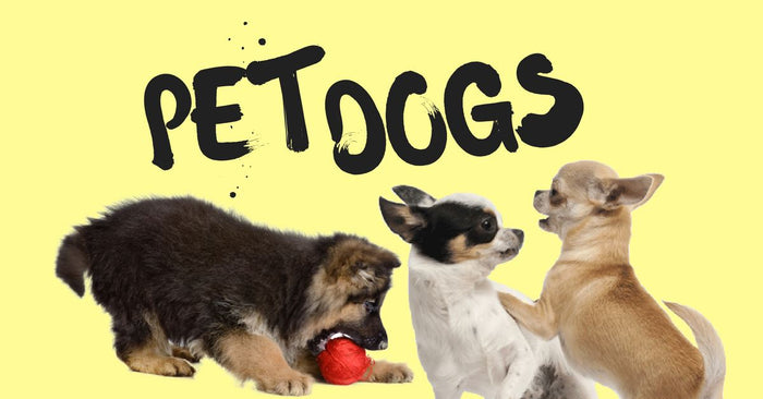 Overcoming Dominant Pet Dogs