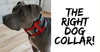 Pick The Right Dog Collar