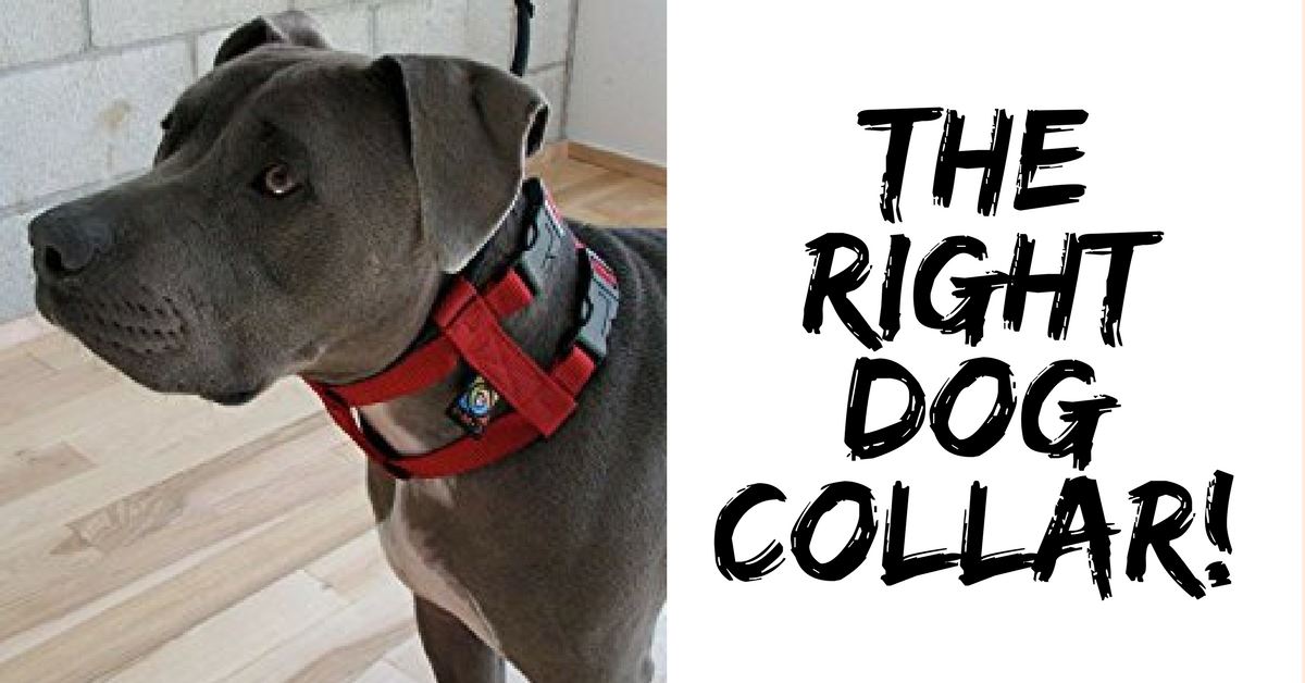 Pick The Right Dog Collar