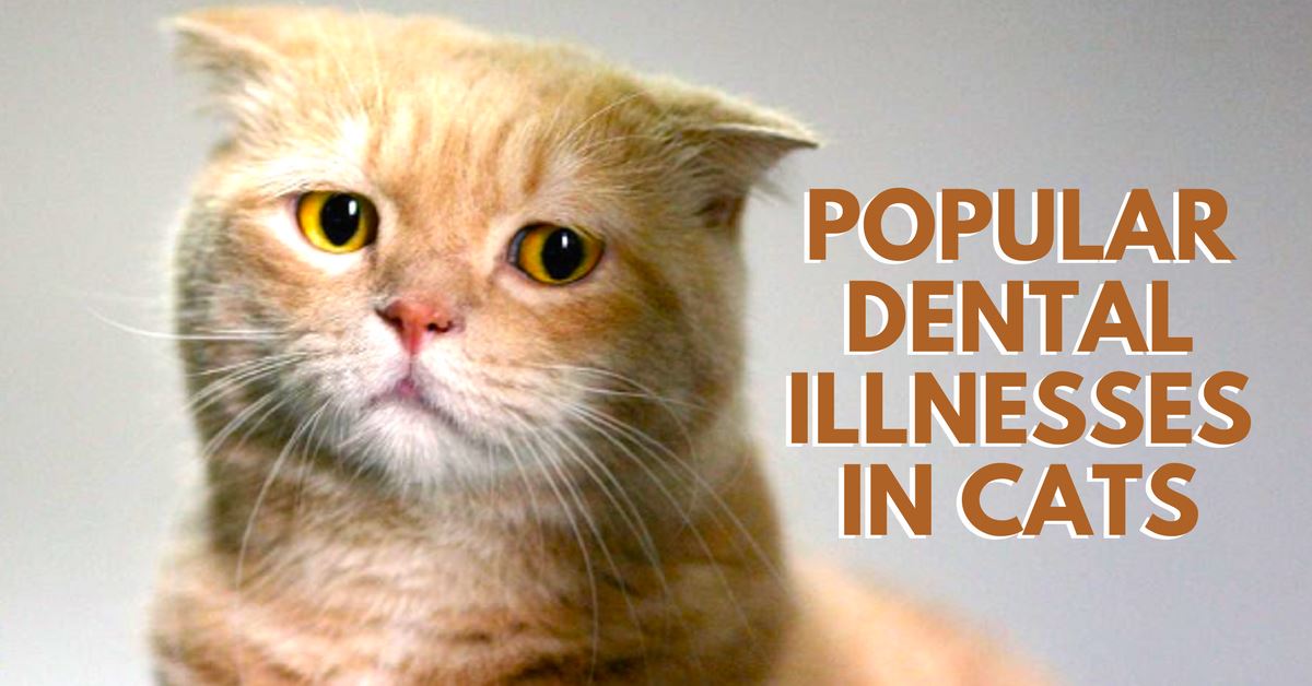 Popular Dental Illnesses In Cats