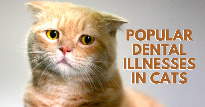 Popular Dental Illnesses In Cats