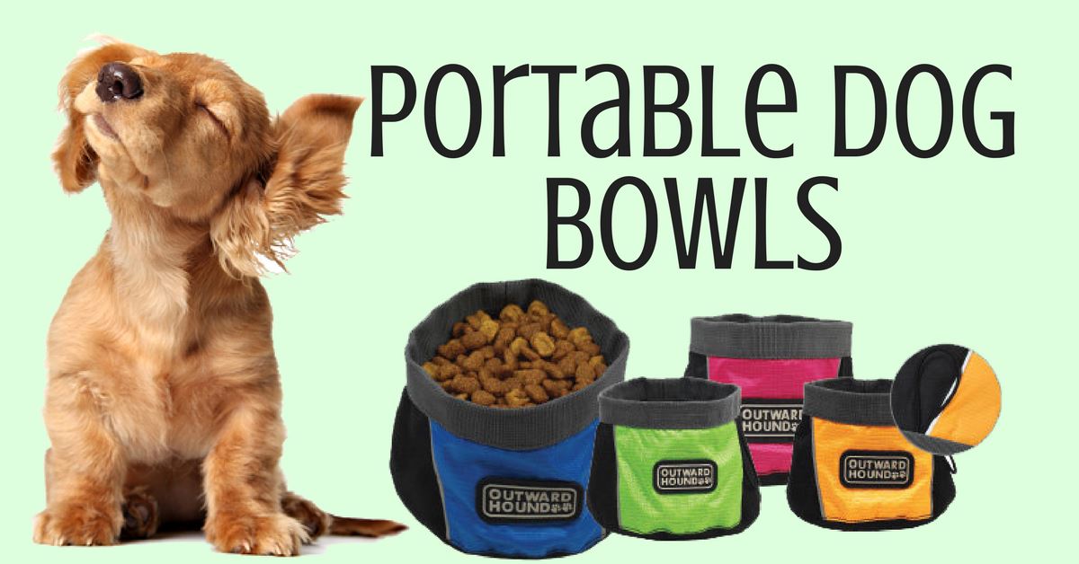 Port It: 3 Reasons Why Portable Dog Bowls are Beneficial