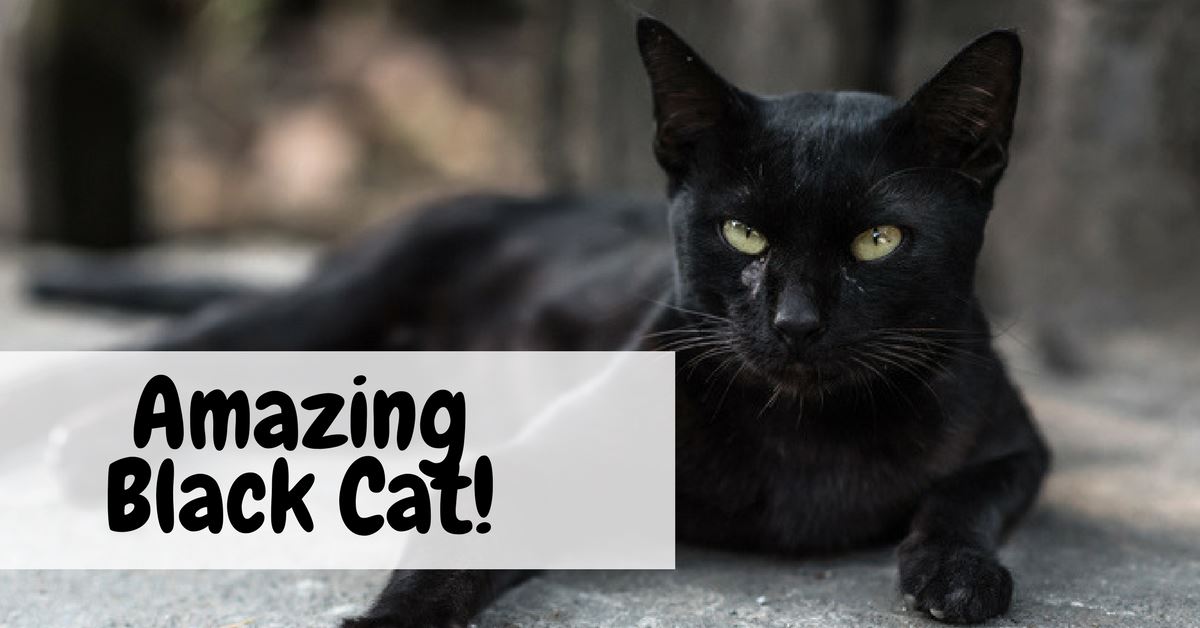 Real And Fascinating Facts About Black Cats