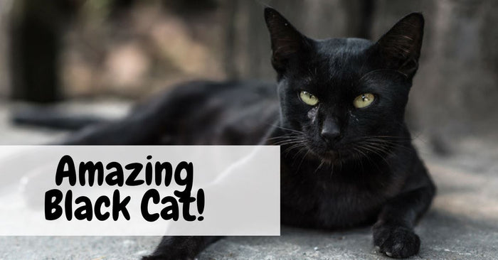 Real And Fascinating Facts About Black Cats