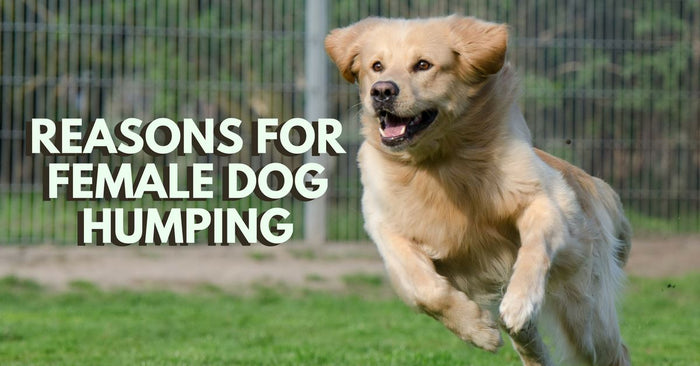 Reasons For Female Dog Humping