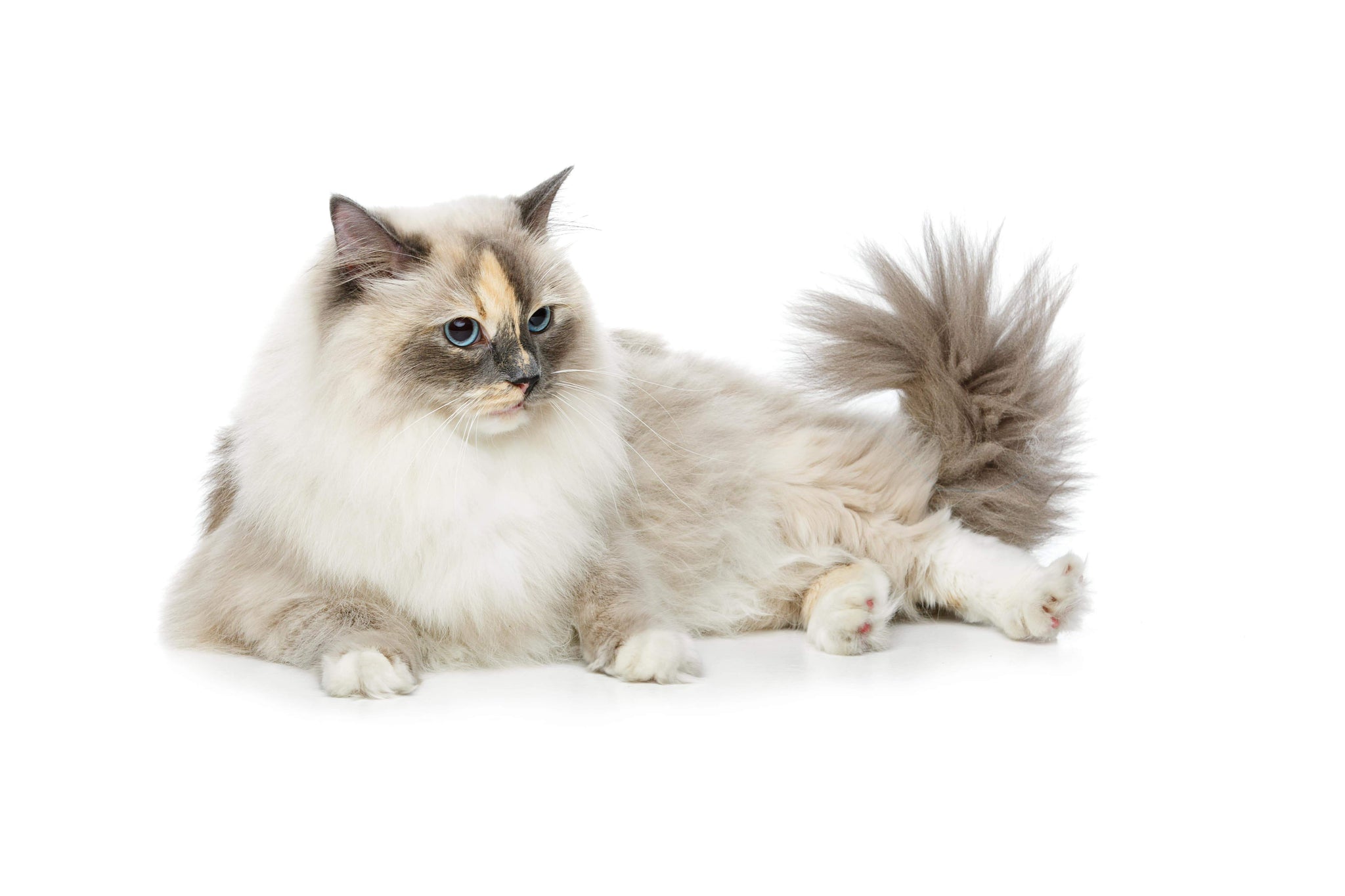 Reasons To Own a Burmese Cat