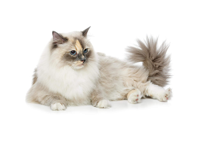 Reasons To Own a Burmese Cat